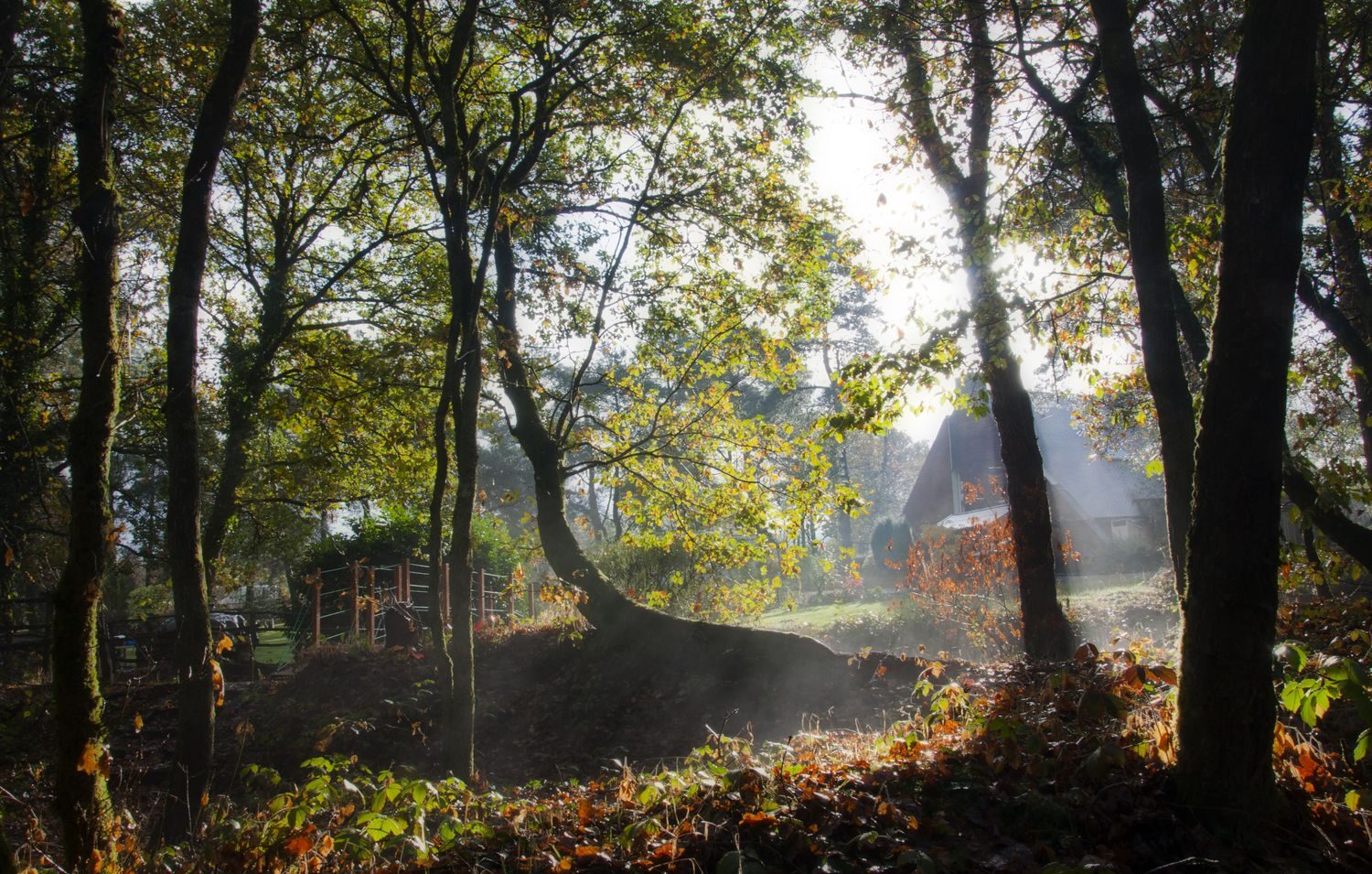 Le Bois des Elfes, Mauron — Brocéliande