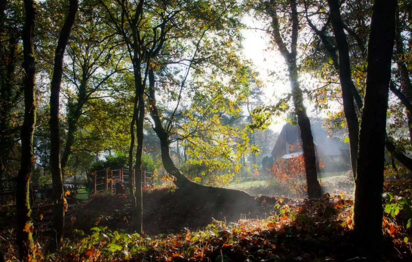 Le Bois des Elfes, à Mauron, en Brocéliande